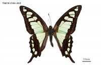 藏品(寬帶青鳳蝶)的圖片